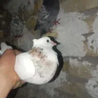 قیمت 1500|پرنده|جنت, |دیوار