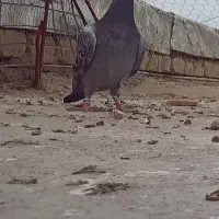 کفتر