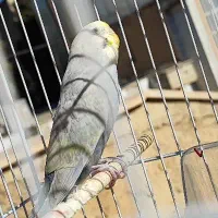 دو تا مرغ عشق رنگین کمانی و ۱ انگلیسی|پرنده|ایلام, |دیوار