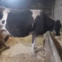 قادربه معاوضه نیستم