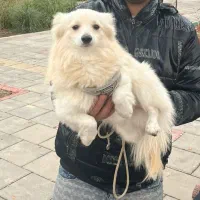 واگذاری سگ پامرین رایگان