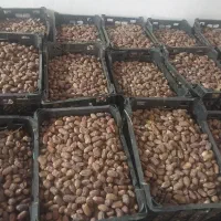 فروش خرمای سعمران