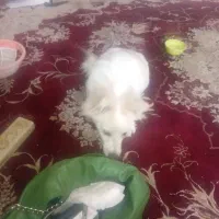 فروش سگ پاکوتاه خونگی3000000|سگ|یزد, |دیوار