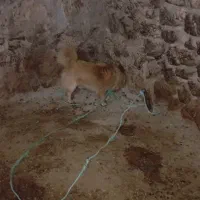 سگ خونه|سگ|ماکو, |دیوار