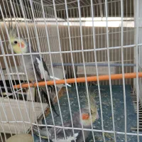 عروس هلندی|پرنده|خورموج, |دیوار