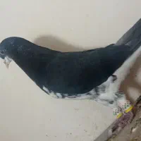 نروماده شهری گلدار|پرنده|ارژن, |دیوار