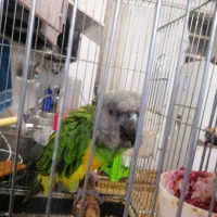 طوطی سنگال|پرنده|بیرجند, |دیوار