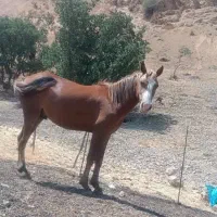 اسب  نژاد دار دو سال
