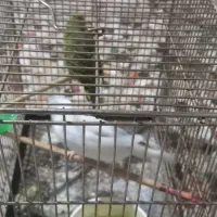 مرغ عشق نر وماده بدون قفس