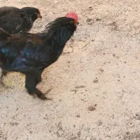 خروس بِچه