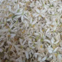 بهارنارنج اعلا پاک شده