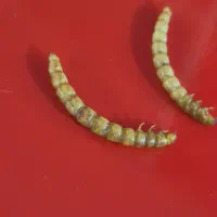 میلورم و سوپر ورم زنده و خشک|حیوانات مزرعه|خمینی‌شهر, |دیوار