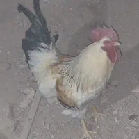 خروس خونگی|حیوانات مزرعه|یزد, |دیوار