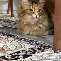 گربه پرشین میکس
