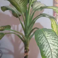 گل دیفن باخیا بزرگ