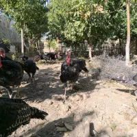 بوقلمون سالم و درشت|حیوانات مزرعه|مشهد, فتح المبین|دیوار