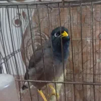 مرغ مینا|پرنده|هامون, |دیوار