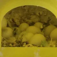 سلام 2 جفت فنج مولد با تخم به شرط