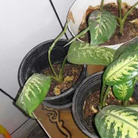 گل دیفن شادب و سرحال|گل و گیاه طبیعی|اصفهان, کارلادان|دیوار