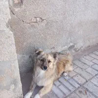 گم شده|سگ|فردوس (خراسان), |دیوار