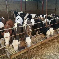 مرکز فروش دام|حیوانات مزرعه|بندر ترکمن, |دیوار