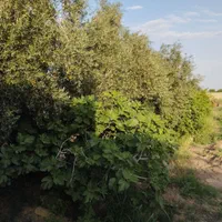 باغچه زیبا بیست دقیقه تا قم برجاده آسفالت|فروش زمین و ملک کلنگی|قم, بنیاد|دیوار