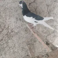 کبوتر شهرستانی|پرنده|تهران, میدان میوه و تره‌بار مرکزی|دیوار