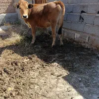 گوساله کشتاری