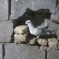 پرنده شامی ماده