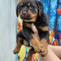 سگ روتوایلر نر--ماده