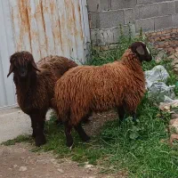 بره توقلی ماده قربانی چاق و پروار شده دو تا فروشی