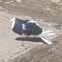 گم شده ها کبوتران