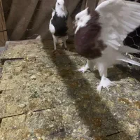 شامی و طوقی