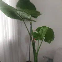 فروش گل بابا آدم