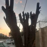باغبانی  قطع درخت سم پاشی شخم زنی با تراکتور باغی|خدمات باغبانی و درختکاری|کرمانشاه, |دیوار