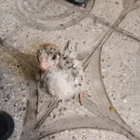 فنچ نر وجوجه  محلی