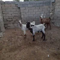 بزپکستانی|حیوانات مزرعه|برازجان, |دیوار