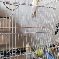 فروش عروس هلندسالم