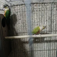 گرینچیک مولد|پرنده|قم, تولید دارو و یخچال|دیوار