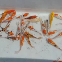 ارزان سرای کوی ماهی برکه و آبنما