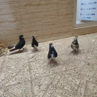 کفتر|پرنده|شیراز, ده پیاله|دیوار