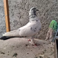 کبوتر کله دم سبز ماده