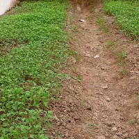 نشا گوجه فرنگی