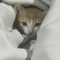 گربه واگذاری فوری
