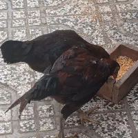 یک جفت جوجه لاری