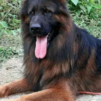 ژرمن شولاین موبلند