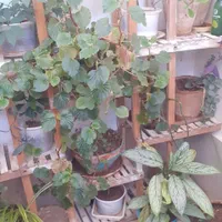 دوستداران گلهای بسیار زیباطبیعی آپارتمانی|گل و گیاه طبیعی|شهرکرد, |دیوار