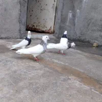 کبوتر|پرنده|سرپل ذهاب, |دیوار