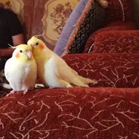 فروش عروس هلندی لوتینو دستی سخنگو|پرنده|لار, |دیوار