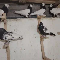 طوقی، سینه سیاه،کله سیاه